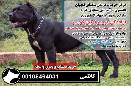 فروش انواع سگ نگهبان و سگ پلیس 09108464931