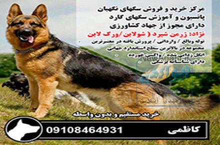فروش انواع سگ نگهبان و سگ پلیس 09108464931