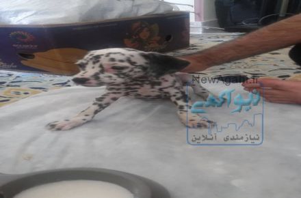 سگ دالمیشن با اصالت و با کیفیت