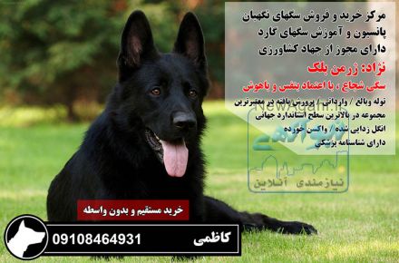 فروش سگ ژرمن شپرد اصیل بدون واسطه 09108464931