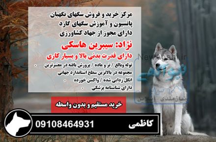 فروش سگ هاسکی اصیل بدون واسطه 09108464931