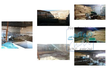 فروش گاوداری