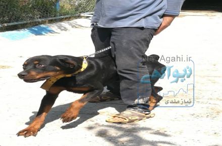 فروش سگ روتوایلر