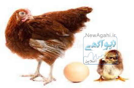 فروش مرغ لوهمن تخمگذار اصل دم طلایی09131007689