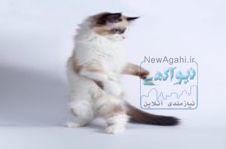 فروش گربه