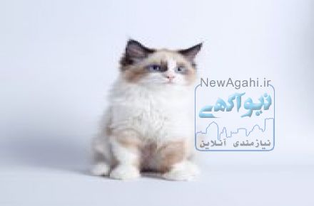 فروش گربه