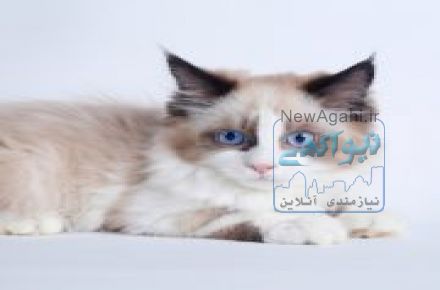 فروش گربه