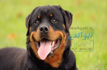 فروش سگ روتوایلر پوزه دلقکی اصیل