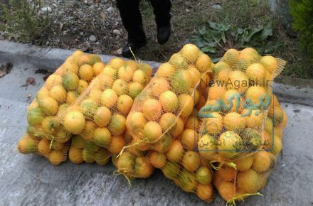 کیسه توری بسته بندی پرتقال _ اکسیر ساز شمال