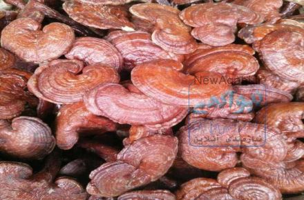 فروش محصولات چینی از جمله گیاهان دارویی، ماسک های گیاهی،  قطعات الکترونیکی، کالاهای صنعتی و مواد شیمیایی