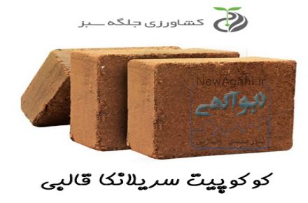 فروش عمده و فوق العاده کوکوپیت سریلانکا
