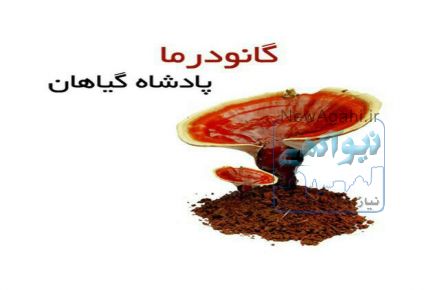 نمایندگی قارچ و قهوه گانودرما 