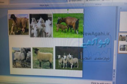 شرکت رادین دام فرتاک( ارائه کلیه خدمات دام، طیور و آبزیان)