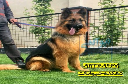 فروش سگ ژرمن شپرد ، سگ نگهبان 