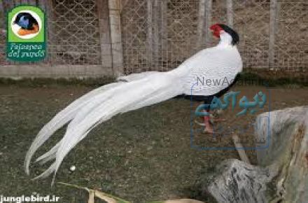 تخم نطفه دار قرقاول نژاد سیلور