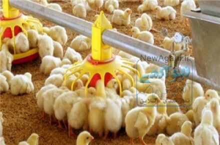 فروش جوجه گوشتی