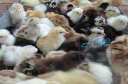 فروش جوجه یک روزه بومی گلپایگان