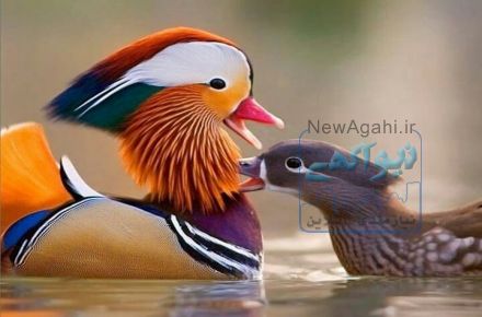 جوجه اردک نژاد ماندارین رنگی