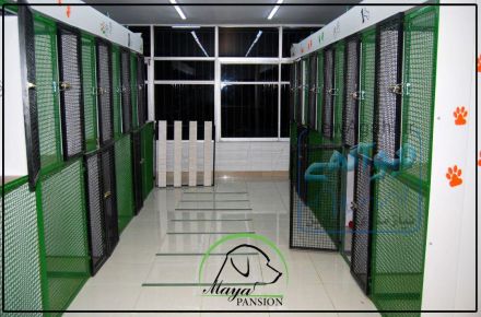 پانسیون حیوانات خانگی مایا