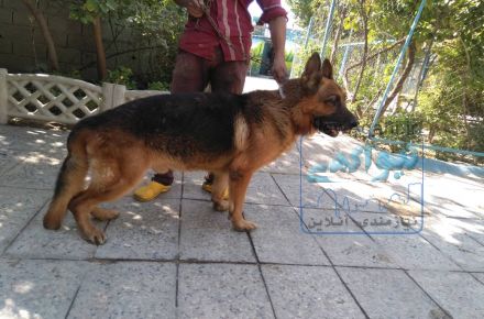 فروش سگ اصیل ژرمن شپرد