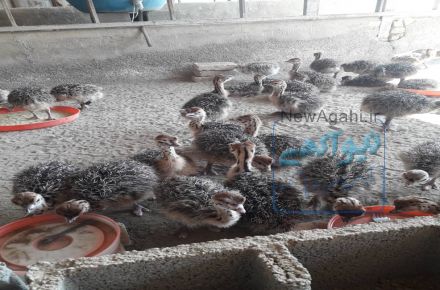 فروش جوجه شترمرغ نژادگردن آبی کانادایی