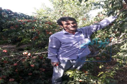 نهالستان احمدفلاح وحاج حجت اله امانی