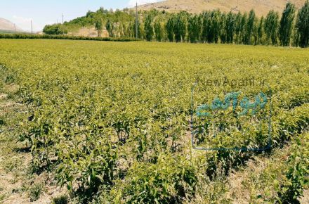 نهالستان احمدفلاح وحاج حجت اله امانی