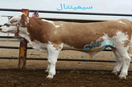 فروش انواع گوساله سیمینتال 