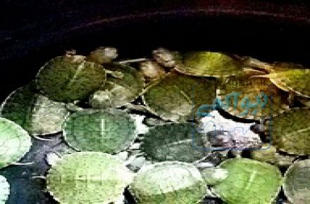 فروش لاک پشت های اروپایی