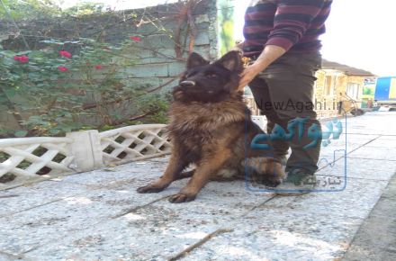فروش  سگ ژرمن شپرد