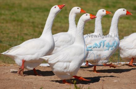 فروش تخم نطفه دار غاز اکراینی