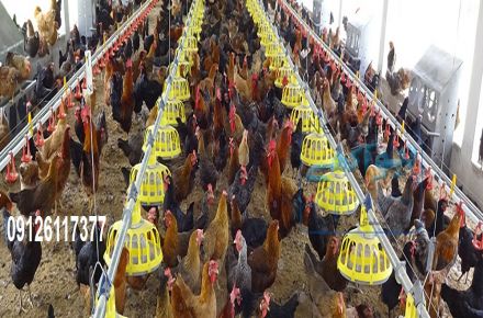 دانخوری بشقابی پرنده 