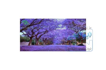 فروش نهال پالونیا