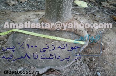 فروش نهال پالونیا