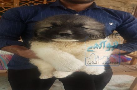 فروش قفقازی های درشت و هیکلی 