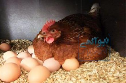 فروش مرغ 5 ماهه گلپايگان
