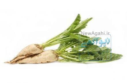 فروش انواع بذر چغندر