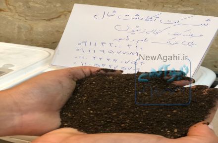 فروش کنجاله زیتون خوراک دام و طیور