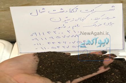 فروش کنجاله زیتون خوراک دام و طیور