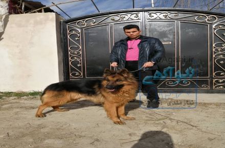 ژرمن بالغ نگهبان