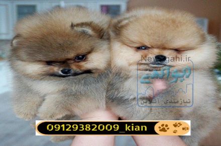 فروش توله سگ پامرانین وارداتی 