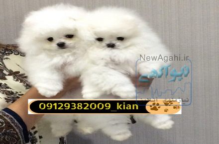 فروش توله سگ پامرانین وارداتی 