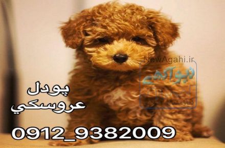 فروش توله سگ پودل عروسکی 
