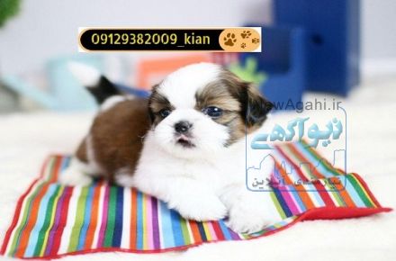 فروش توله سگ شیتزو مینی 
