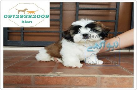 فروش توله سگ شیتزو مینی 