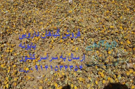 فروش عمده قره قات_سیاه گیله ارسال به سراسر کشور