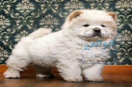 حیوانات اهلی و خانگی