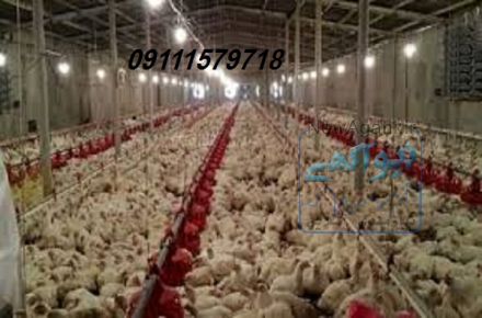 فروش مرغداری 
