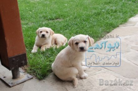 توله گلدن رتریور کیفیت بالا 