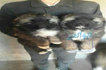 سگ قفقازی